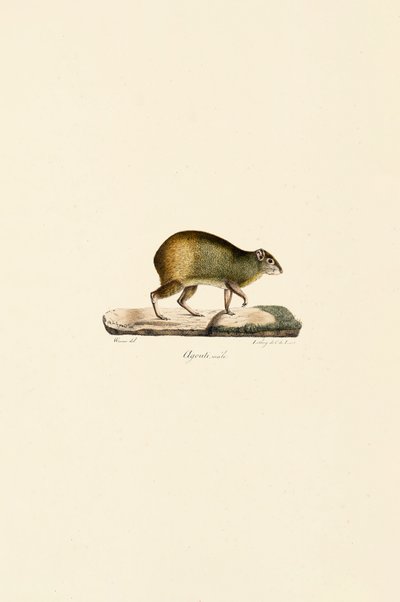 Zentralamerikanisches Aguti (Männlich) von Jacques Christophe Werner