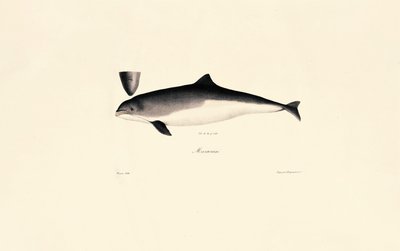 Gewöhnlicher Großer Tümmler von Jacques Christophe Werner
