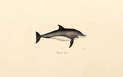 Gewöhnlicher Delfin (Delphinus delphis) von Jacques Christophe Werner