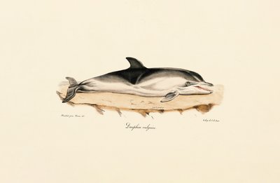 Gewöhnlicher Delfin von Jacques Christophe Werner