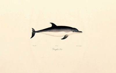 Gewöhnlicher Delfin von Jacques Christophe Werner