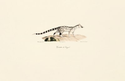 Ginsterkatze von Jacques Christophe Werner