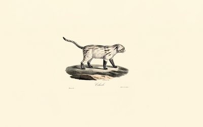 Gewöhnliche Ginsterkatze von Jacques Christophe Werner