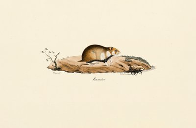 Feldhamster von Jacques Christophe Werner