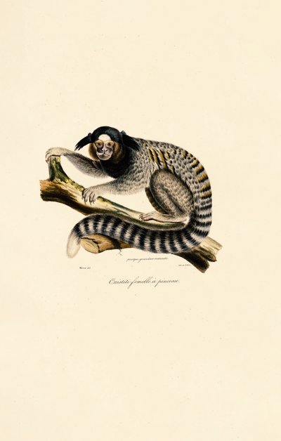 Gewöhnlicher Marmoset (weiblich) von Jacques Christophe Werner