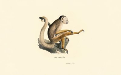 Gewöhnlicher Totenkopfaffe von Jacques Christophe Werner