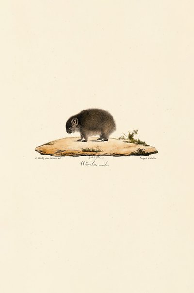 Gewöhnlicher Wombat (Männlich) von Jacques Christophe Werner