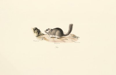 Nutria von Jacques Christophe Werner
