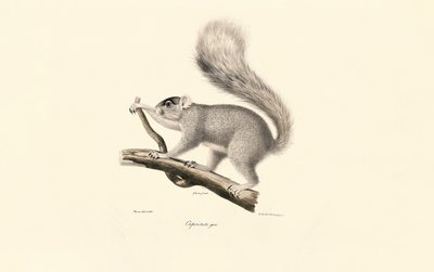 Östliches Grauhörnchen von Jacques Christophe Werner