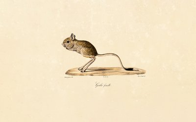 Ägyptische Wüstenrennmaus (Weibchen) von Jacques Christophe Werner