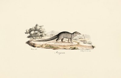 Ägyptische Manguste von Jacques Christophe Werner
