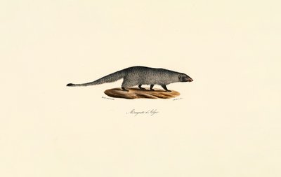Ägyptische Mungo von Jacques Christophe Werner