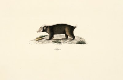 Europäischer Dachs von Jacques Christophe Werner