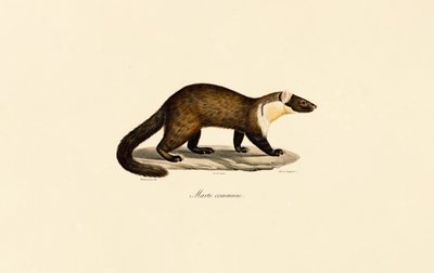Europäischer Baummarder von Jacques Christophe Werner