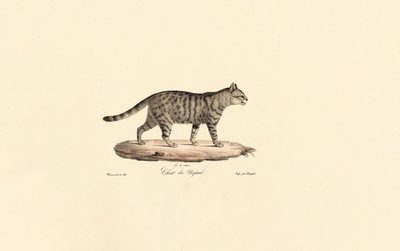 Europäische Wildkatze von Jacques Christophe Werner