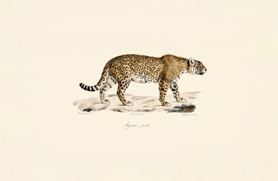 Weiblicher Jaguar von Jacques Christophe Werner