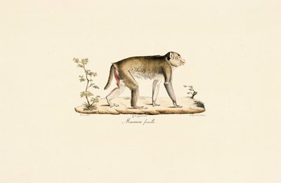 Weiblicher Nachtaffe von Jacques Christophe Werner
