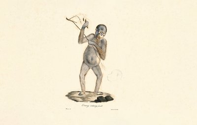 Weiblicher Orang-Utan von Jacques Christophe Werner
