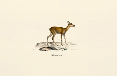 Weibliches Reh von Jacques Christophe Werner