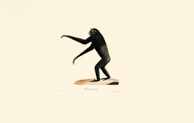 Weiblicher Siamang von Jacques Christophe Werner