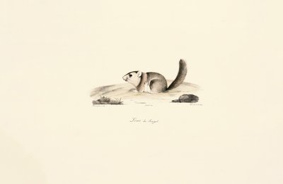 Gambisches Sonnenhörnchen von Jacques Christophe Werner