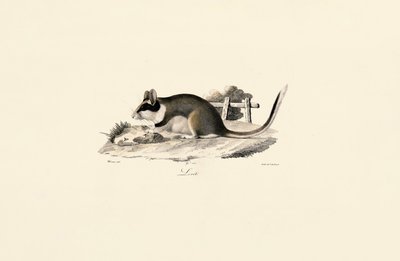 Gartenschläfer von Jacques Christophe Werner
