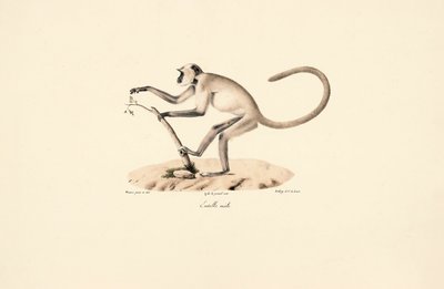 Grauer Hanuman-Langur von Jacques Christophe Werner