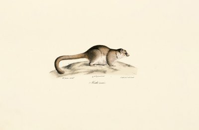 Grauer Mausmaki von Jacques Christophe Werner
