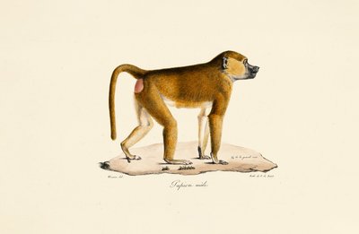 Guinea-Pavian (männlich) von Jacques Christophe Werner