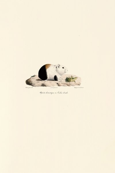 Meerschweinchen von Jacques Christophe Werner