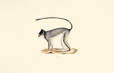 Hanuman-Langur von Jacques Christophe Werner