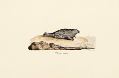 Seehund von Jacques Christophe Werner