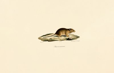 Erntemaus von Jacques Christophe Werner