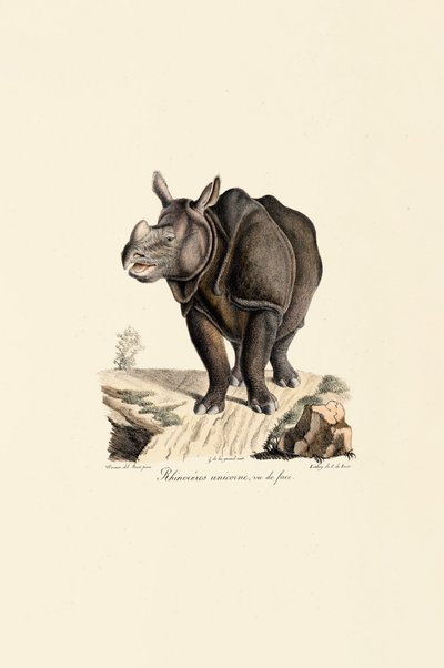 Indisches Nashorn, Vorderansicht von Jacques Christophe Werner