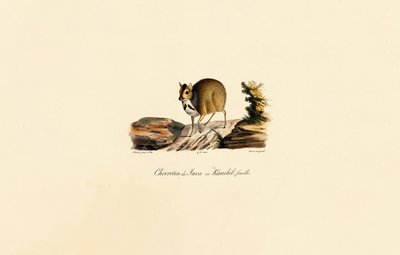 Javanischer Hirschmaus (Weiblich) von Jacques Christophe Werner