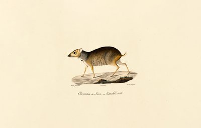 Javanischer Hirsch (Männlich) von Jacques Christophe Werner