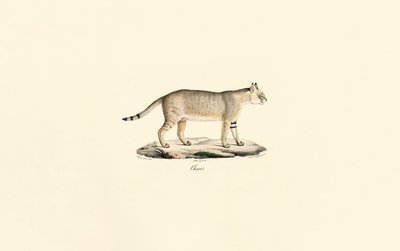 Dschungelkatze von Jacques Christophe Werner