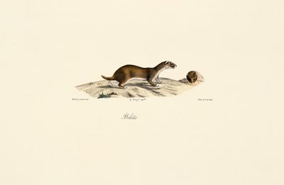 Mauswiesel von Jacques Christophe Werner