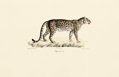 Leopard, männlich von Jacques Christophe Werner