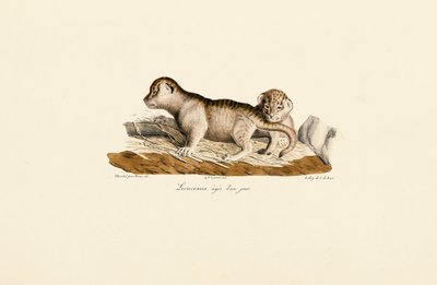 Löwenjunge einen Tag alt von Jacques Christophe Werner
