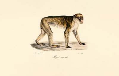 Langschwanzmakak (männlich) von Jacques Christophe Werner