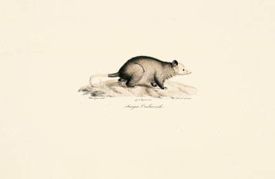 Männlicher Nacktschwanz-Wollbeutelratte von Jacques Christophe Werner