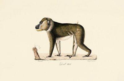 Männlicher Gelada-Pavian von Jacques Christophe Werner