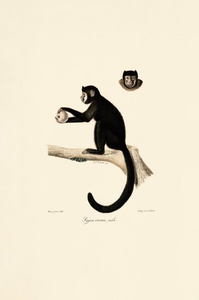 Männlicher Hornkapuziner von Jacques Christophe Werner