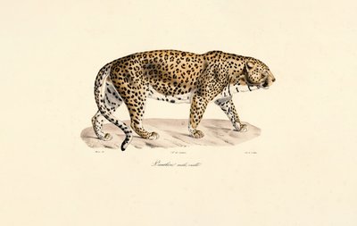 Männlicher Leopard von Jacques Christophe Werner