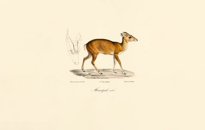 Männlicher Muntjak von Jacques Christophe Werner