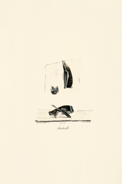 Mexikanische Geisterfledermaus von Jacques Christophe Werner