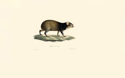 Mexikanisches Stachelschwein von Jacques Christophe Werner