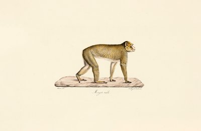 Moor-Makak (männlich) von Jacques Christophe Werner