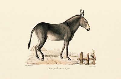 Maultier von Jacques Christophe Werner